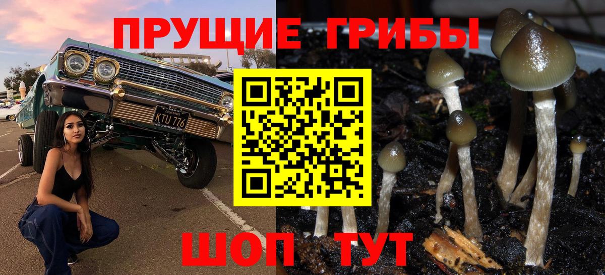 Касимов  Галлюциногенные грибы Cubensis  Вход с VPN 